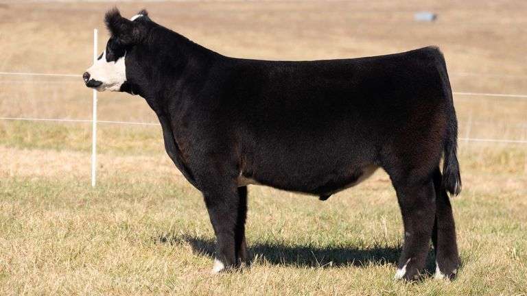 SANDY TAG 47 STEER