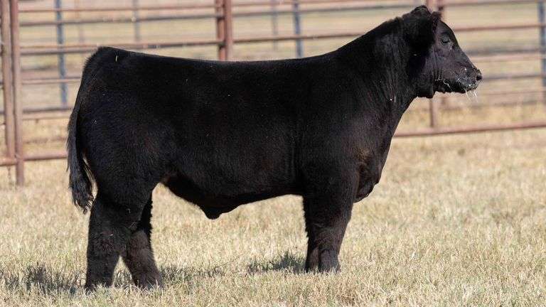 MILLER CATTLE TAG 19 STEER