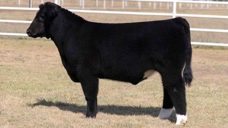 TAG 3 STEER