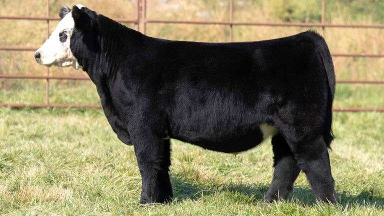 TAG 2445 STEER