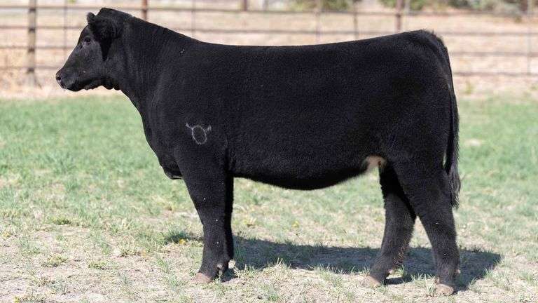 BEAUPREZ TAG 6 HEIFER