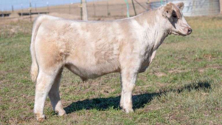 TAG 8 STEER