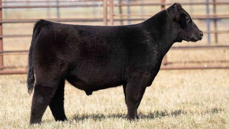 MILLER CATTLE TAG 17 STEER