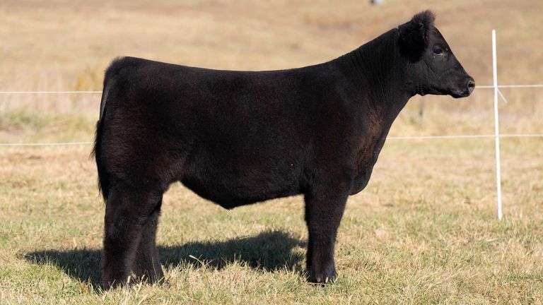 SANDY TAG 29 STEER