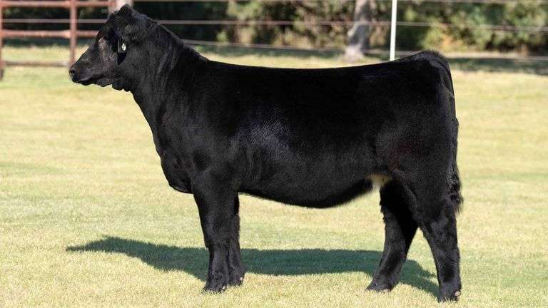 TAG 785 HEIFER