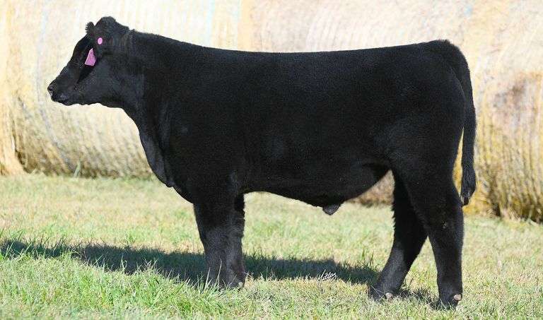TAG 4 STEER