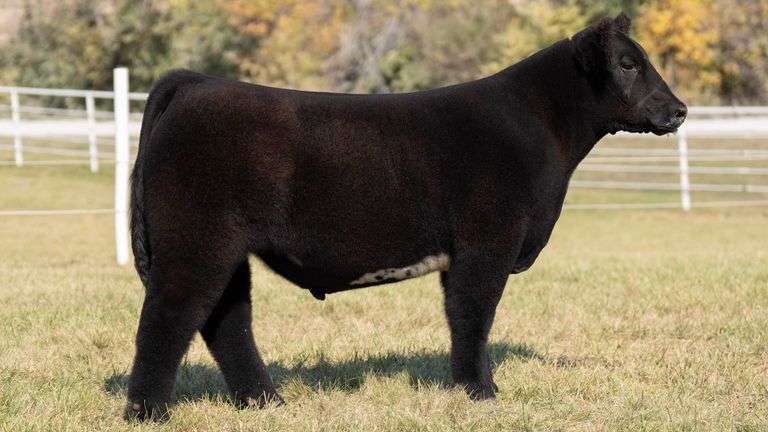 GORETSKA TAG 28 STEER