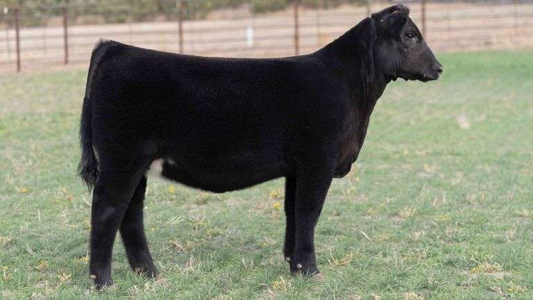 BEAUPREZ TAG 14 HEIFER