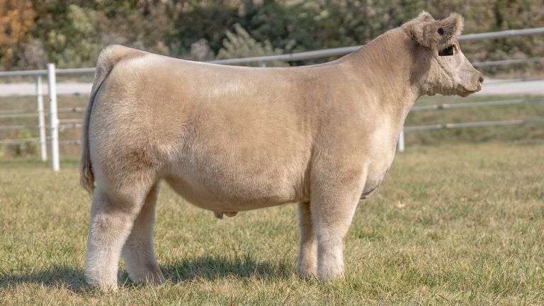 GORETSKA TAG 26 STEER