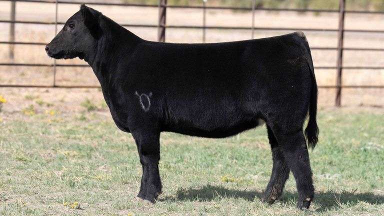 BEAUPREZ TAG 19 HEIFER