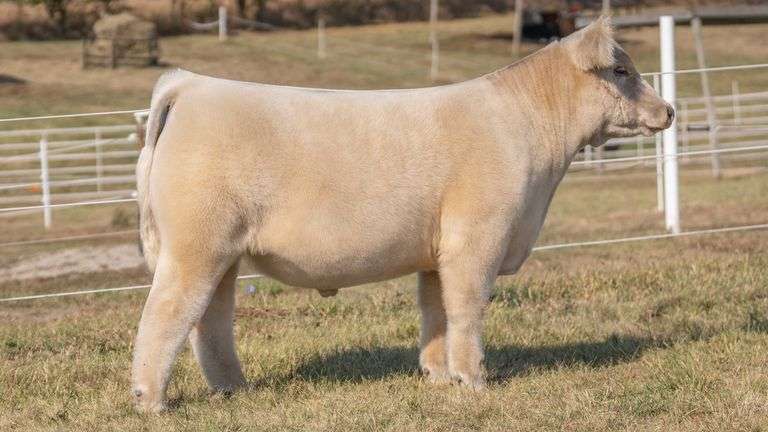 GORETSKA TAG 27 STEER