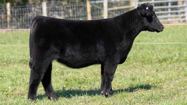 TAG 54 HEIFER
