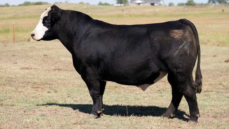 TAG 19 BULL