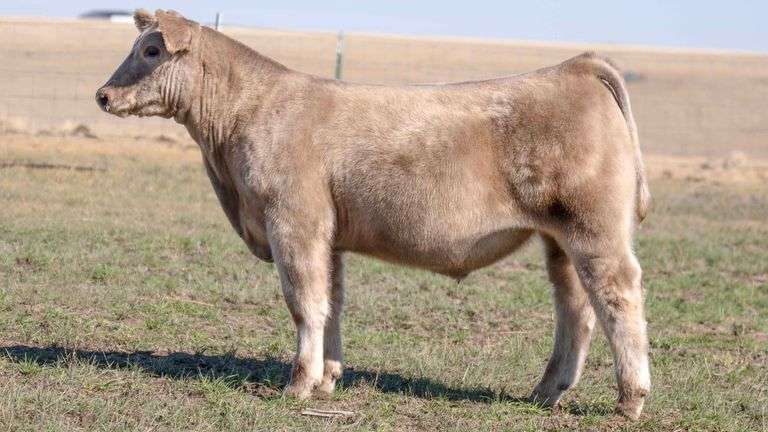 TAG 3 STEER
