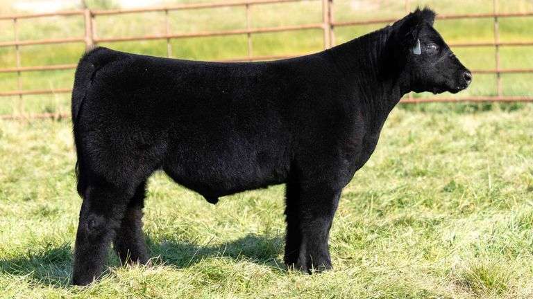 TAG 2447 STEER