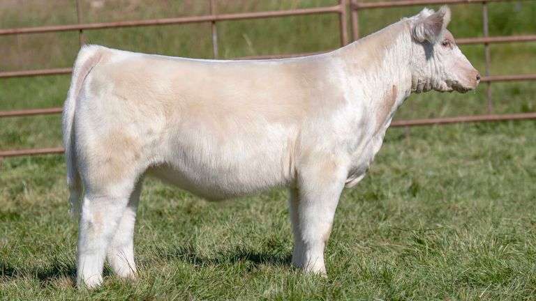 TAG 2431 HEIFER