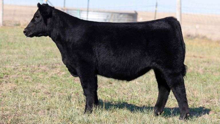 TAG 7 STEER