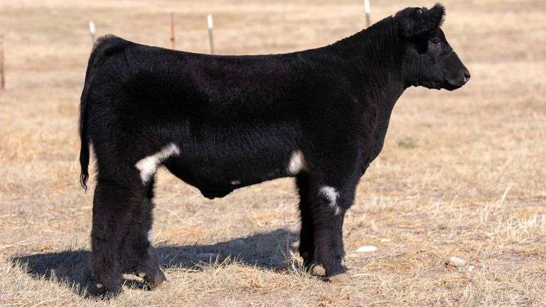 CLASSIC CATTLE TAG 49 STEER
