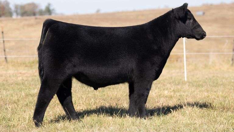 SANDY TAG 405 STEER