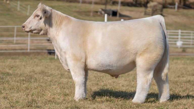 GORETSKA TAG 34 STEER