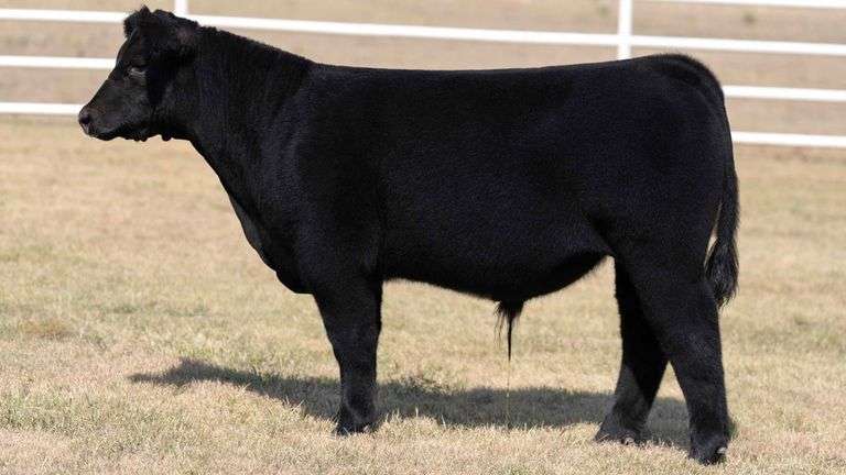 TAG 9 STEER