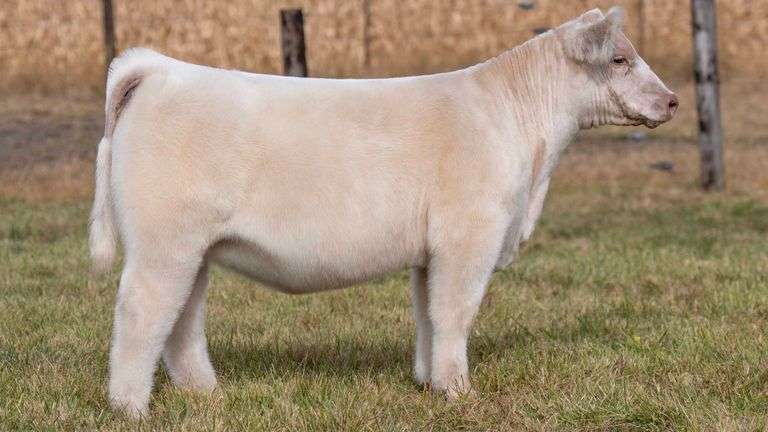 NEIL CHOICE OF TAG 75 OR TAG 76 HEIFER