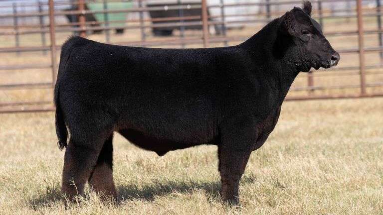 MILLER CATTLE TAG 4 STEER