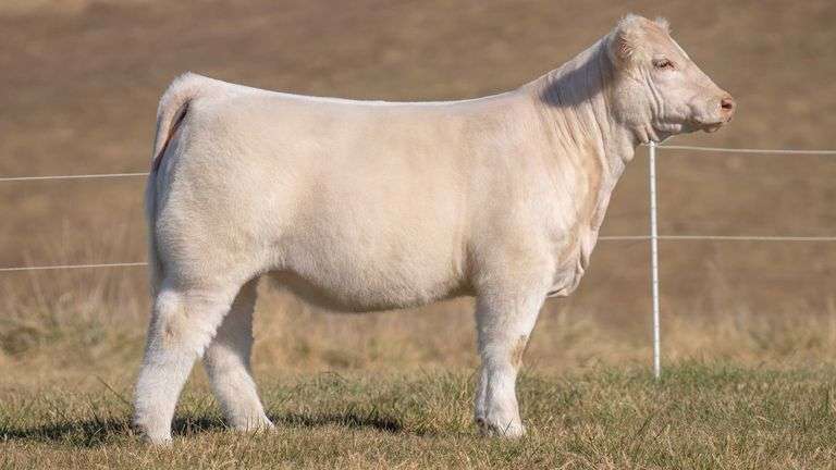 SANDY TAG 45 HEIFER