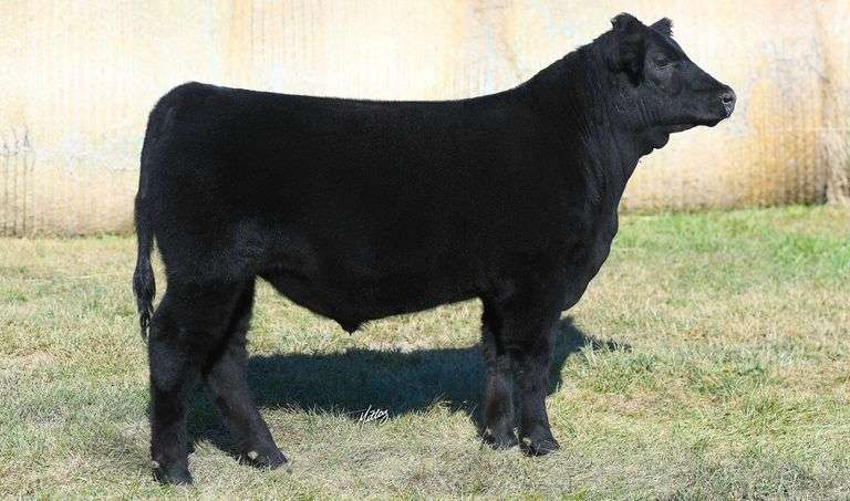 TAG 32 STEER