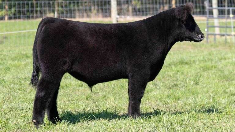 TAG 51 STEER