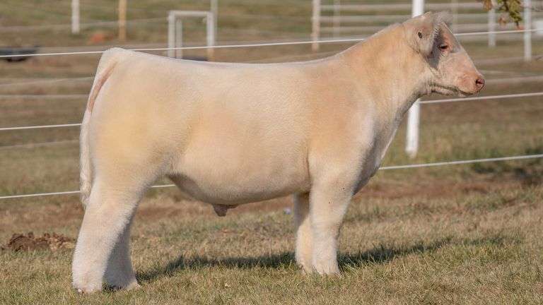GORETSKA TAG 65 STEER