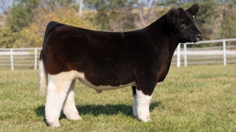 GORETSKA TAG 22 STEER