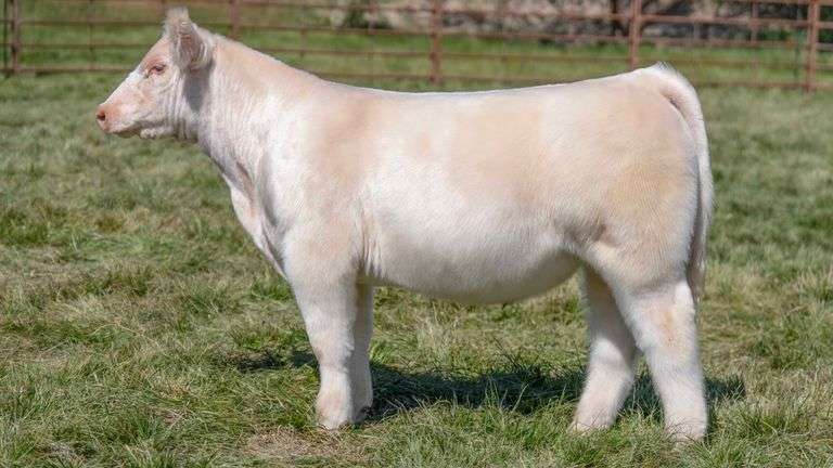 TAG 2436 STEER