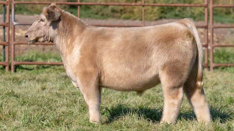 TAG 2469 STEER