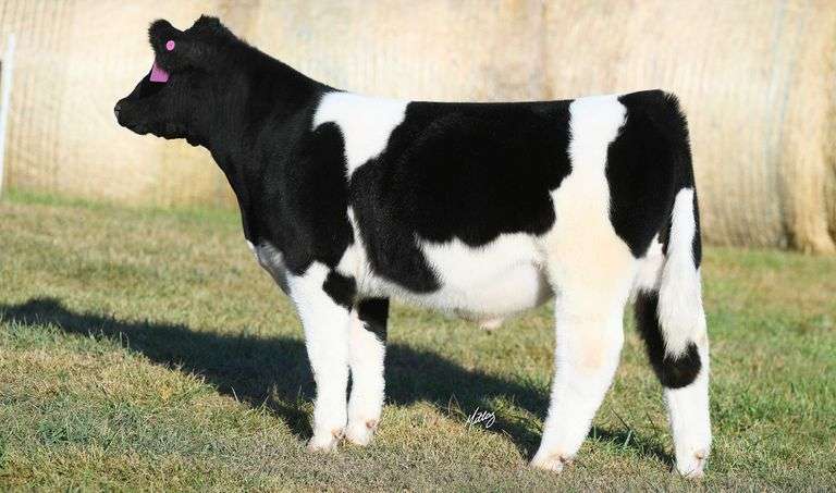 TAG 23 STEER