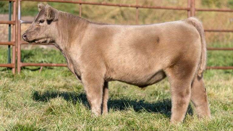 TAG 2453 STEER