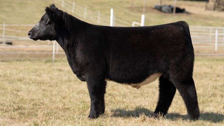 GORETSKA TAG 63 STEER