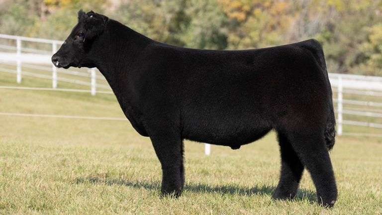 GORETSKA TAG 5 STEER