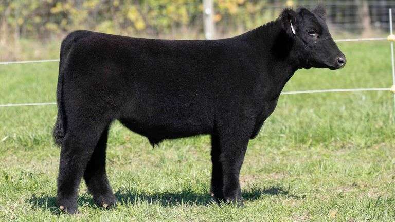 TAG 52 STEER