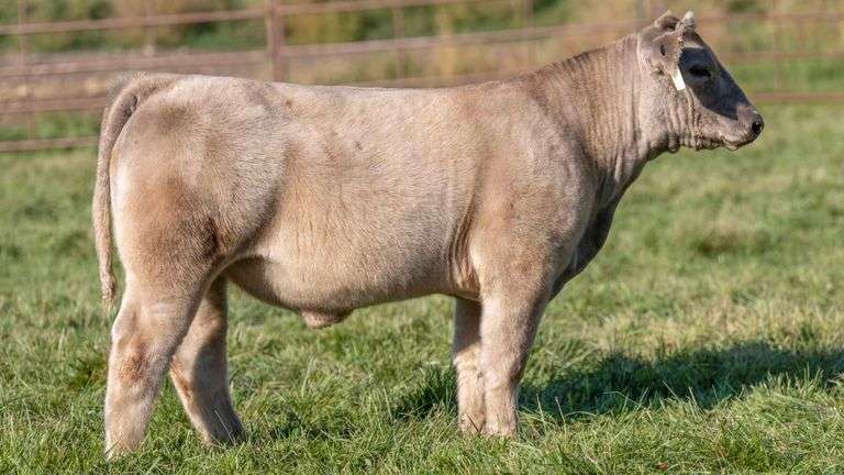 TAG 2457 STEER