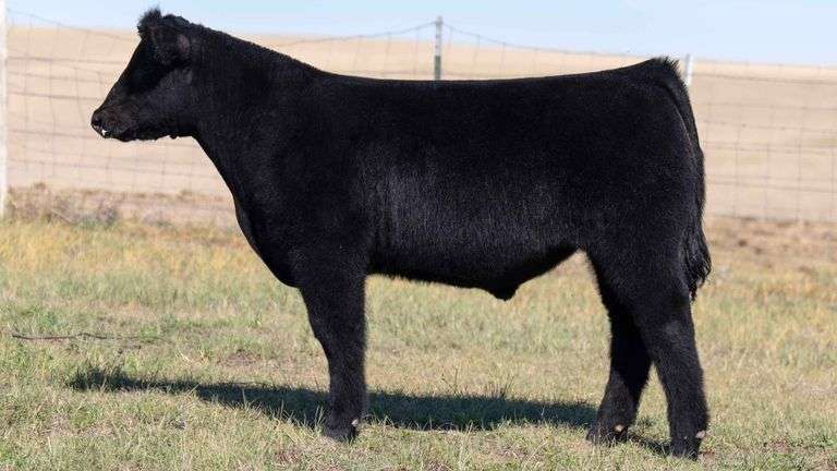 TAG 6 STEER