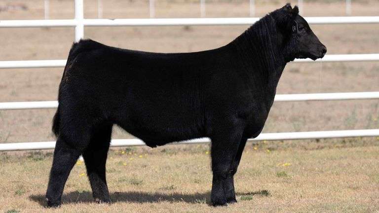 TAG 4 STEER