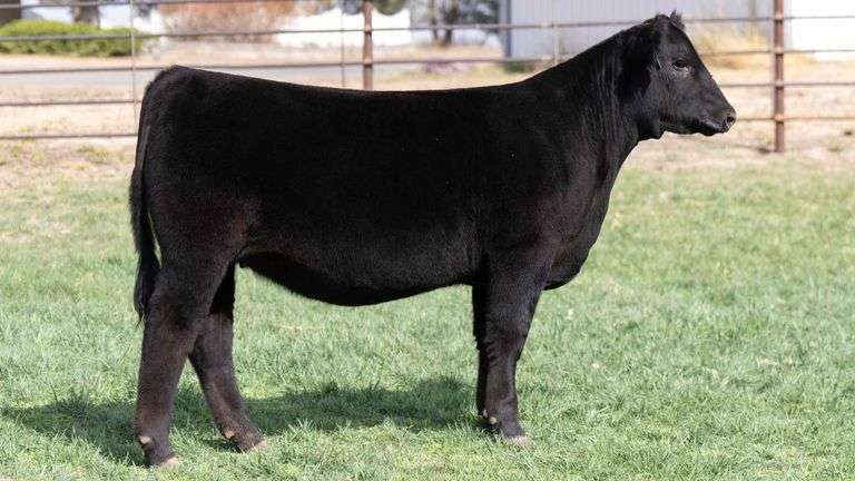 BEAUPREZ TAG 4 HEIFER