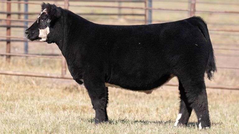 MILLER CATTLE TAG 7 STEER