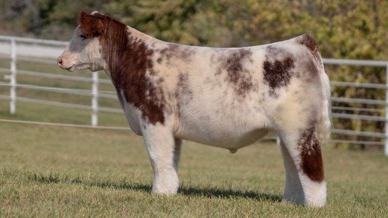 GORETSKA TAG 31 STEER