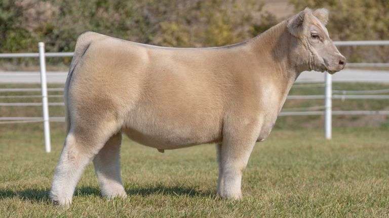 GORETSKA TAG 10 STEER