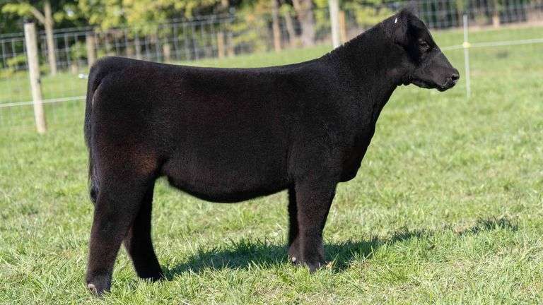 TAG 57 HEIFER