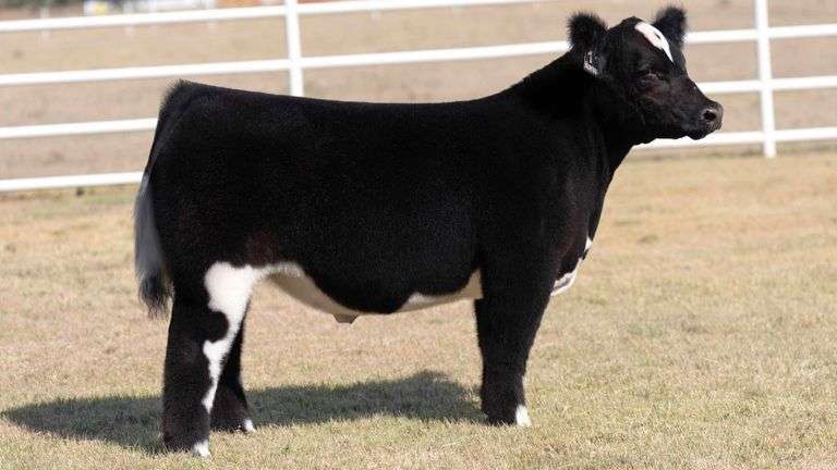 TAG 11 STEER