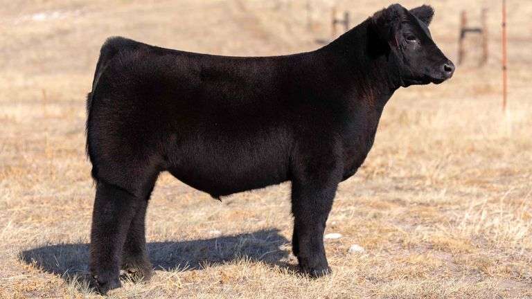 CLASSIC CATTLE TAG 47 STEER