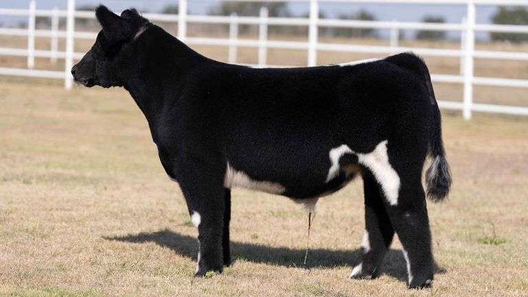 TAG 1 STEER